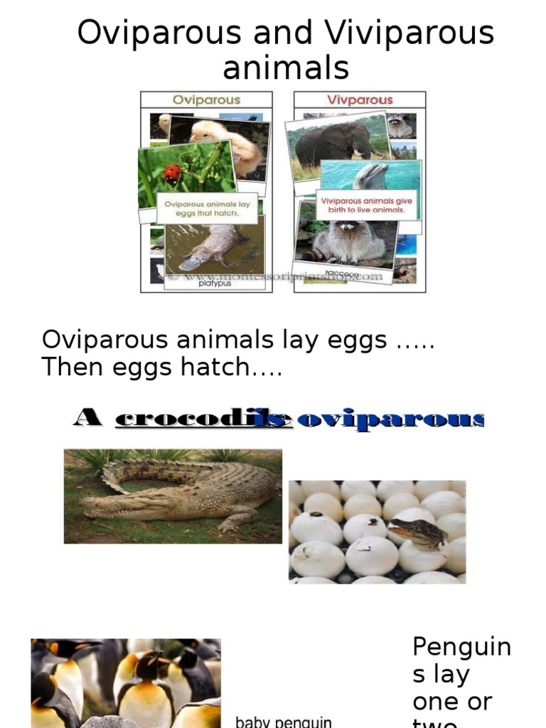 Viviparous And Oviparous Animals Reproduction In Animals The Evolution