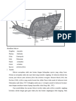 Klasifikasi Bekicot