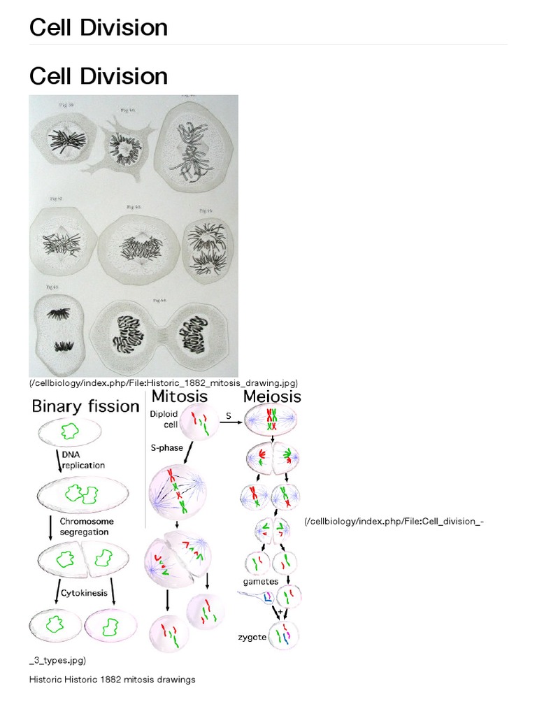14+ Jurnal Internasional Mitosis Pics