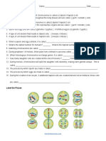 Meiosis Worksheet : Label The Phases