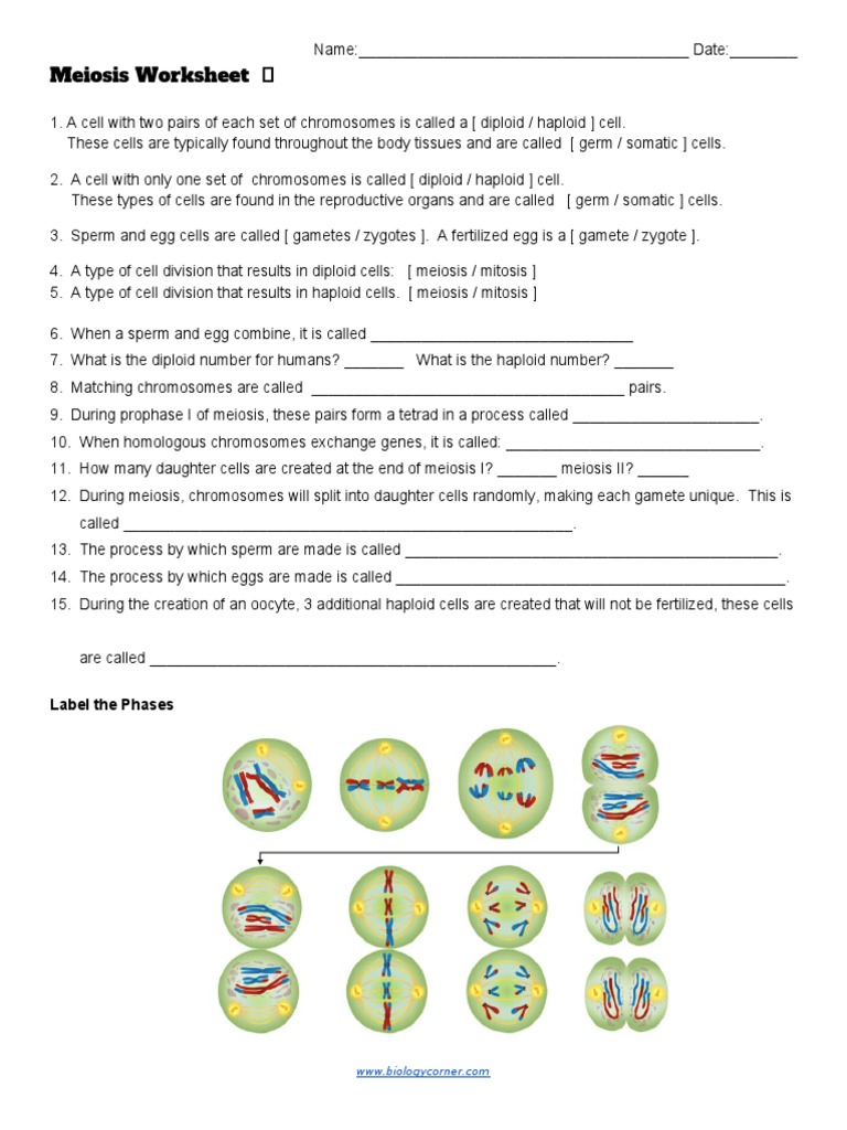 meiosis-worksheet-label-the-phases-pdf