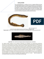 Evolución - Peces Marinos PDF