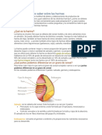 Harina de Trigo y El Trigo PDF