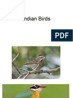 Indian Birds