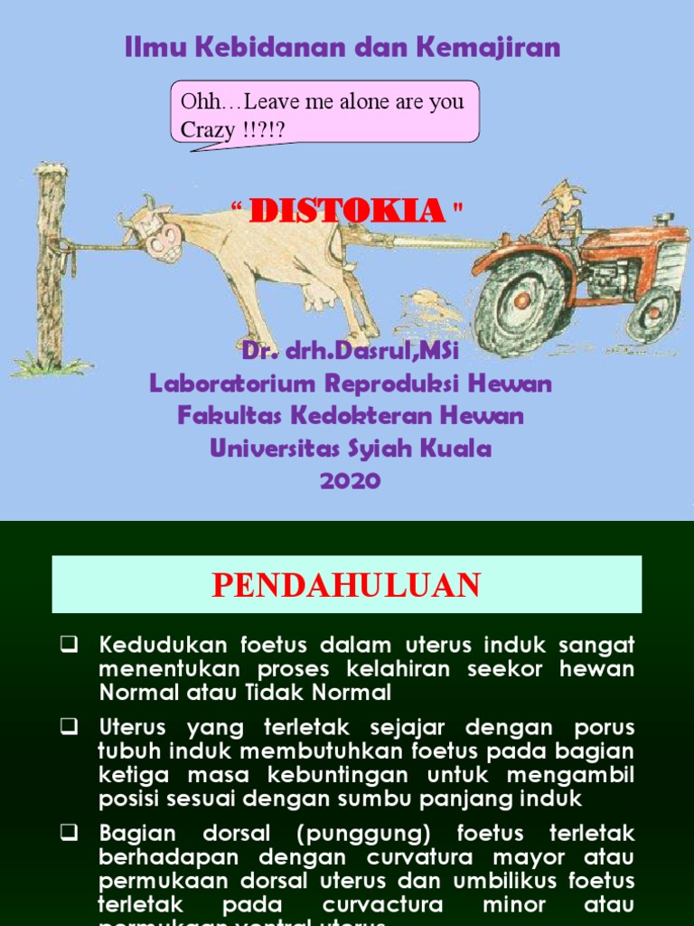Penanganan Distokia pada Sapi | PDF