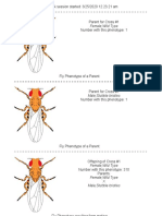 Drosophila Bristles