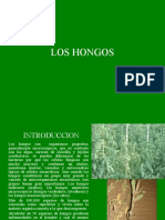 Clase7 Hongos.ppt