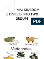 The Animal Kingdom Is Divided Into Two: Groups