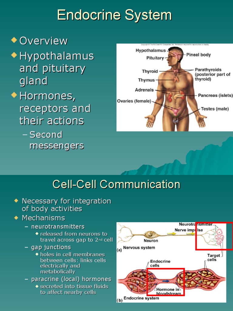 Understanding the Endocrine System | PDF | Endocrine System ...