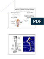 Desmotomia do ligamento acessório proximal1