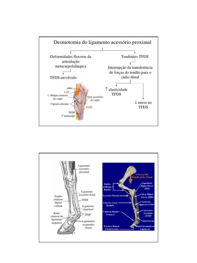 Desmotomia Do Ligamento Acessório Proximal1 | PDF | Sistema Locomotor |  Anatomia, image size:768x1024