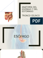 Anatomía Del Esófago, Estómago y Tronco