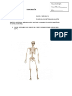 Prueba Esqueleto 4°