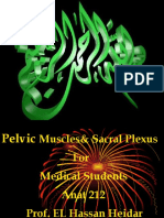 2 Pelvic Muscles Sacral Plexus - PPSX