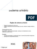 Sistema Urinário.pdf