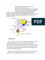 El sistema reproductor masculino histologia (2)