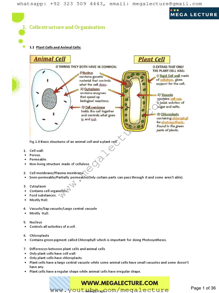O Level Biology Study Notes PDF | PDF | Digestion | Homeostasis