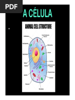 A célula