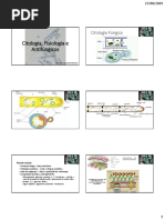 5- Citologia, Fisiologia e Antifúngicos.pdf