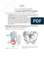 Pelvis Ósea