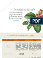 Plagas y Enfermedades en El Cafe