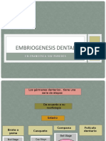 Embriogenesis Dental Franchesca