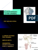 Nervio glosofaríngeo IX par craneal