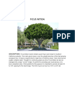 Ficus Nitida: Description
