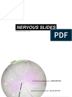 Nervous and Muscle Slides Histology