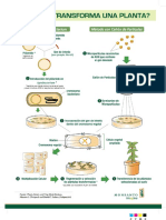 transformacion-planta.pdf