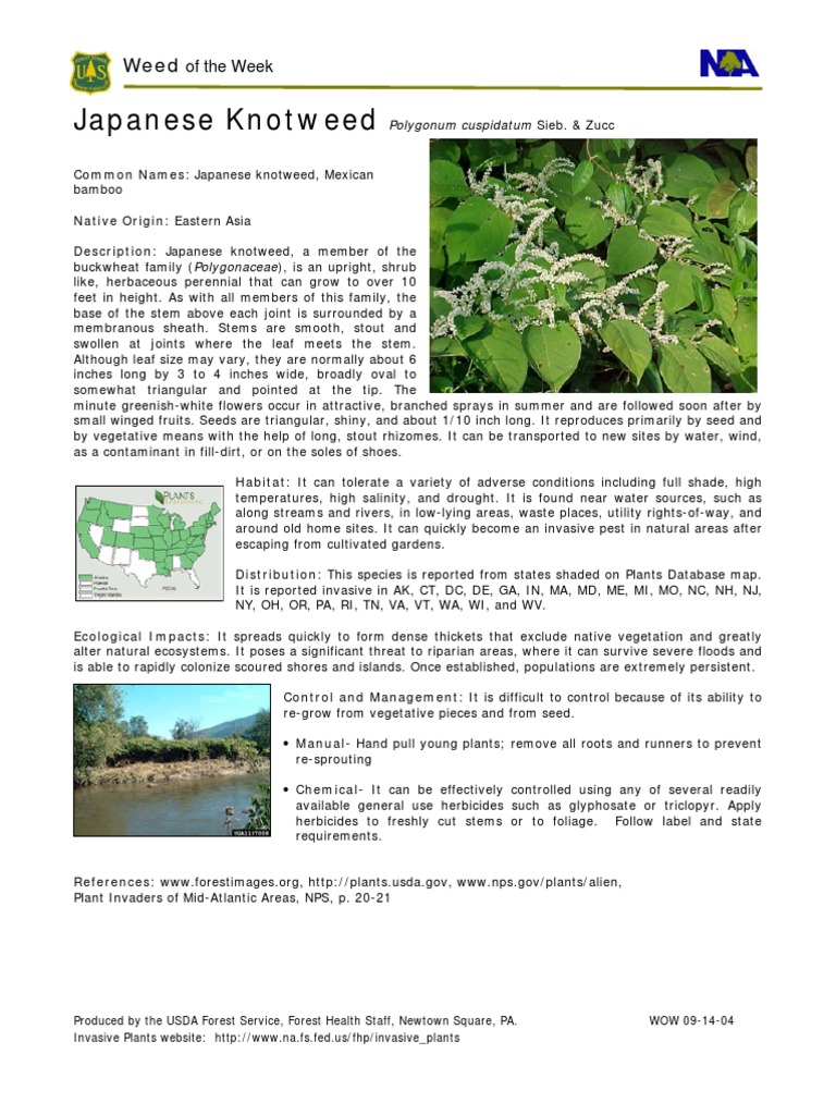 Japanese Knotweed | PDF | Horticulture And Gardening | Landscape ...