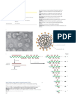 Coronaviridae PDF
