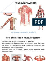The Muscular System: By: Maryam Mubbashir (Grade-3)