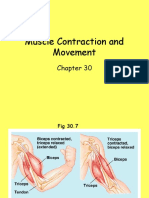 Muscle Contraction and Movement