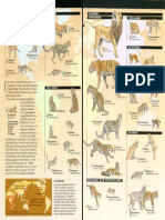 Infografía de Felinos Actuales Nat Geo Inglés