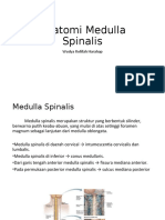 Anatomi Medulla Spinalis