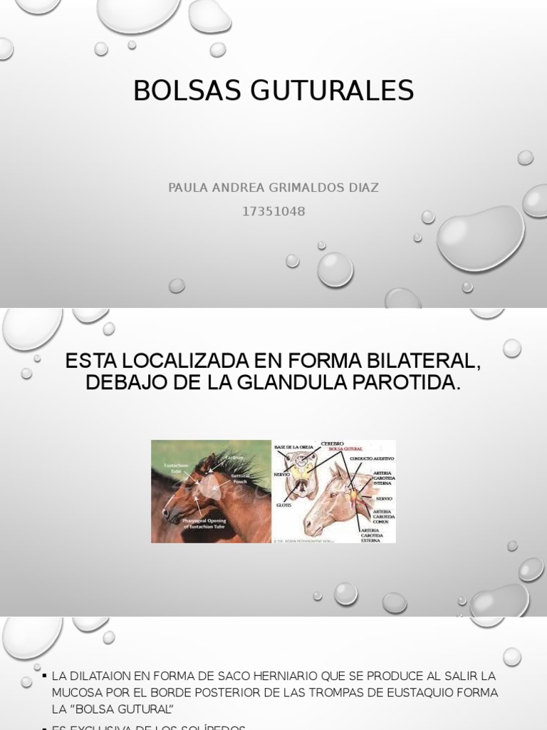 Bolsas Guturales PDF