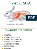 316503297-ANATOMIA-DEL-CONEJO-pdf - copia.pdf