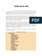 Partes de la raíz.docx