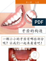 牙齿构造