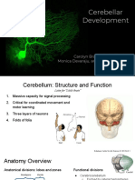 Biol 459 Cerebellum