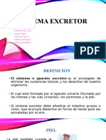 Sistema Excretor