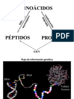 Aminoácidos y Péptidos