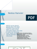 Nodus Ranvier