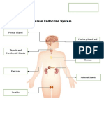 Human Endocrine System.docx