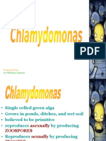 Presentation Chlamydomonas