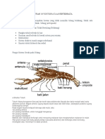 Hewan Avertebrata