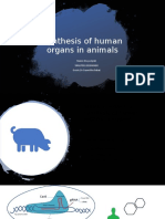 Growing Human Organs in Animals