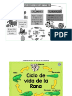 Mapa Conceptual y Ejemplos Del Ciclo de Vida en Los Animales Grado Segundo PDF