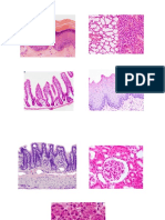 histologia